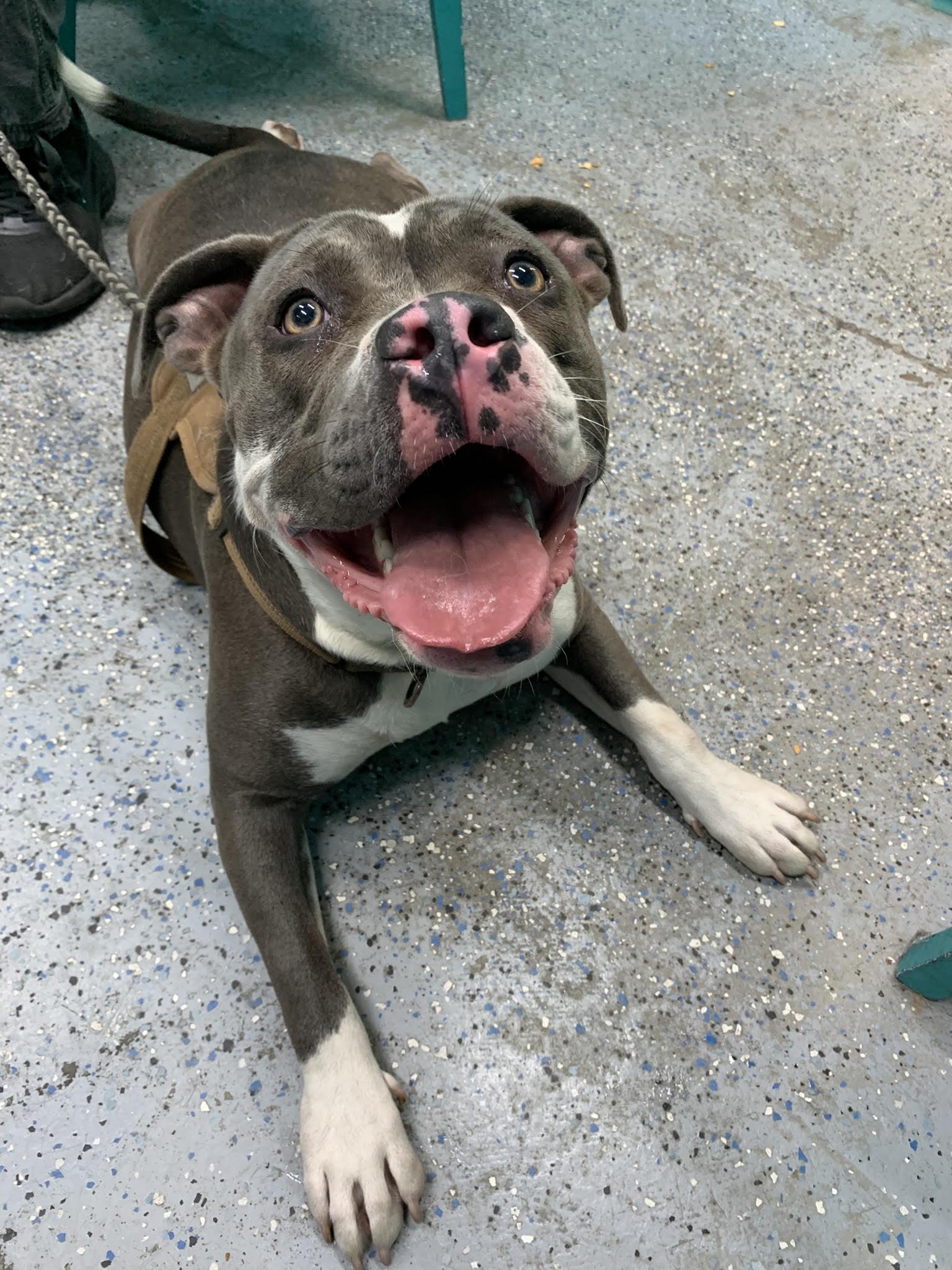 Enlarge VANETTA (Rescues welcome), a Adoptable mixed breed in Wyandotte, MI image 2/2