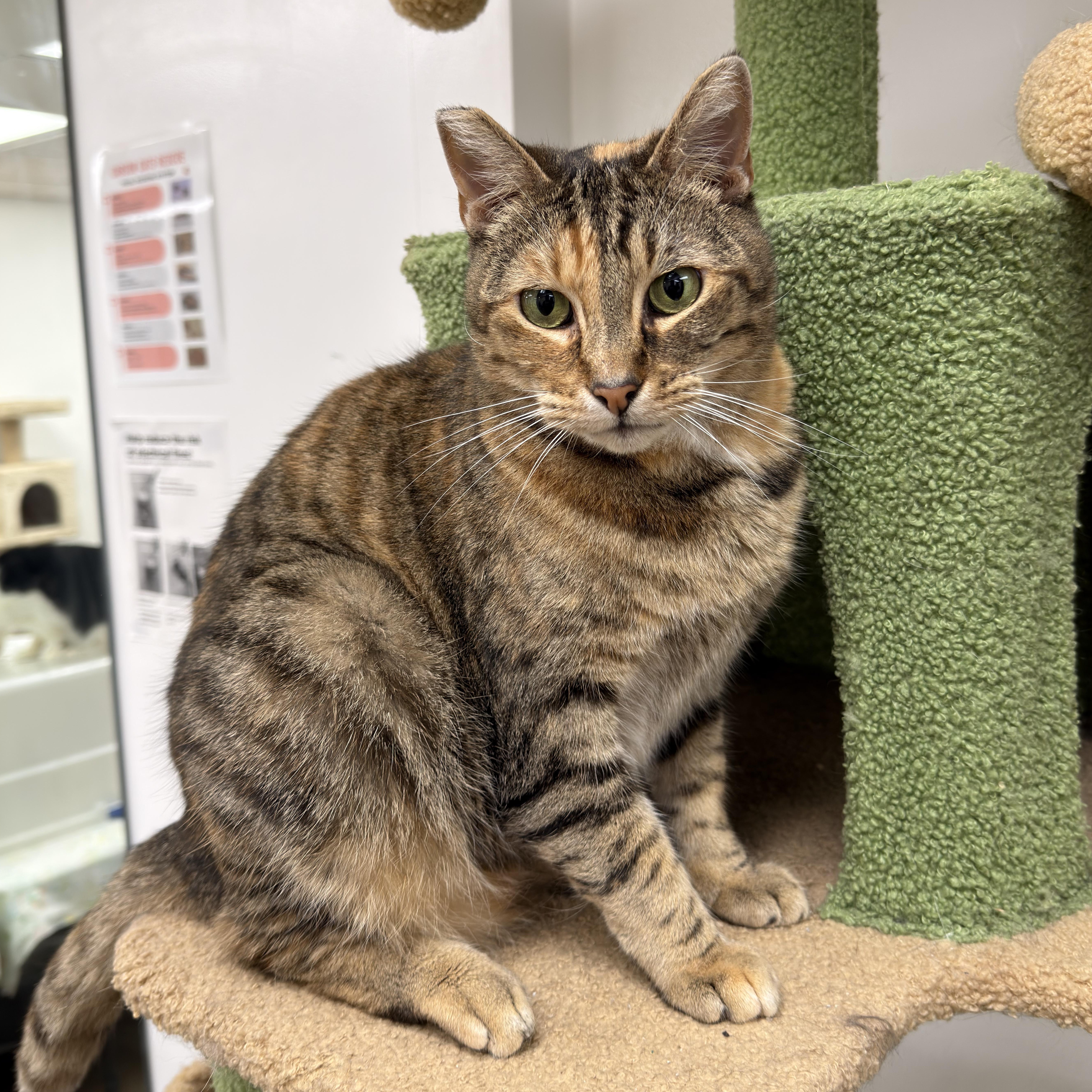 Enlarge Mamacita, a ADOPTABLE mixed breed in Manhattan Beach, CA image 1/5