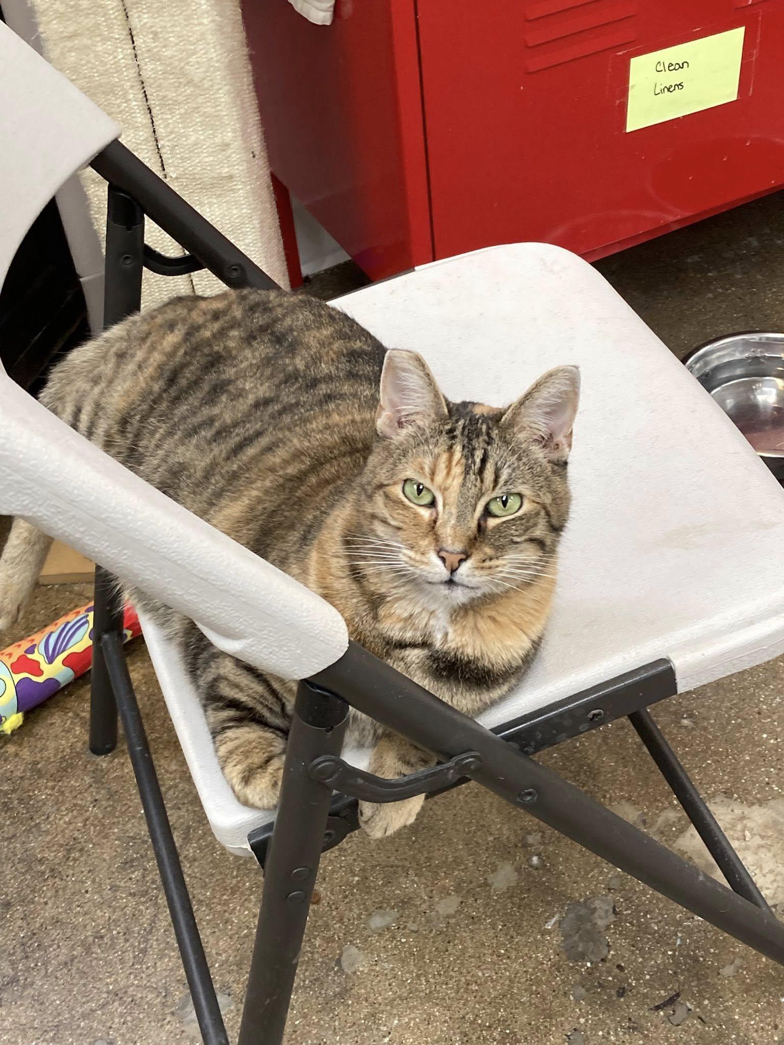 Enlarge Mamacita, a ADOPTABLE mixed breed in Manhattan Beach, CA image 3/6