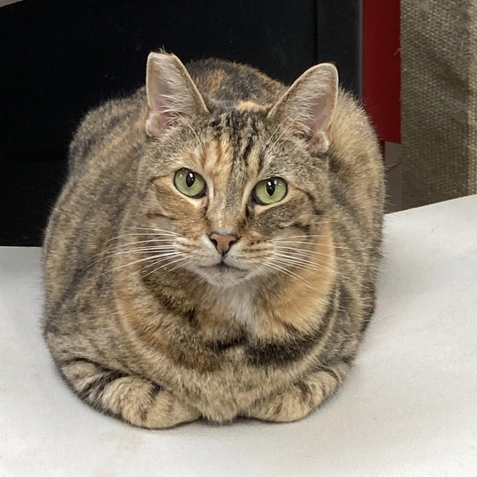 Enlarge Mamacita, a ADOPTABLE mixed breed in Manhattan Beach, CA image 1/6