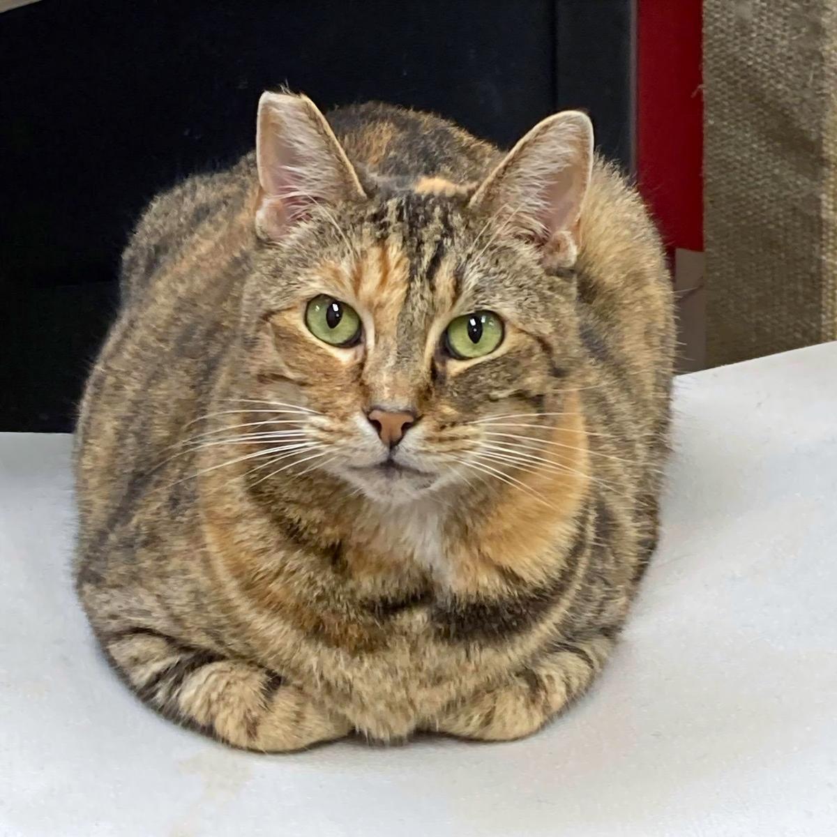 Mamacita, a ADOPTABLE mixed breed in Manhattan Beach, CA image 1/6