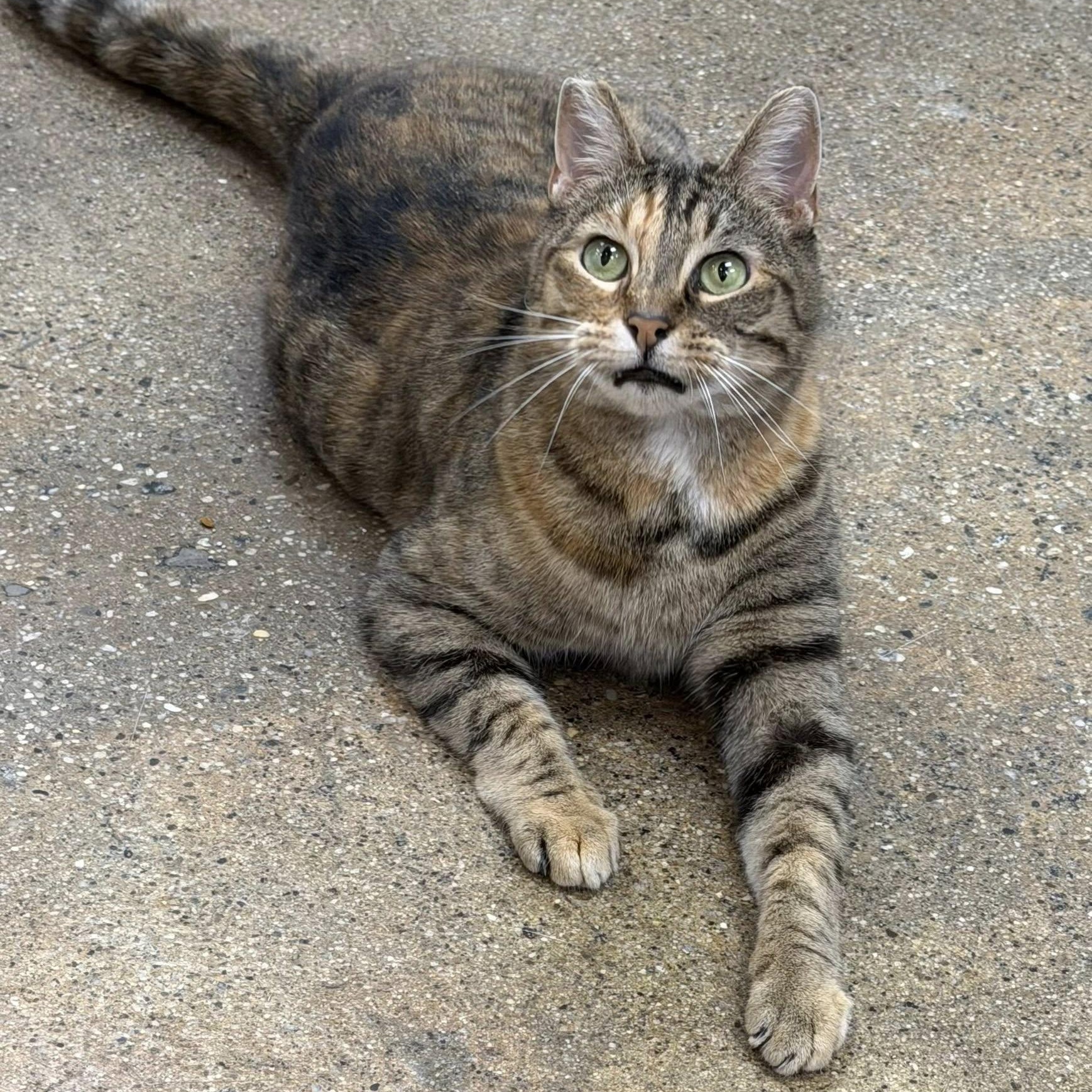 Enlarge Mamacita, a ADOPTABLE mixed breed in Manhattan Beach, CA image 2/5