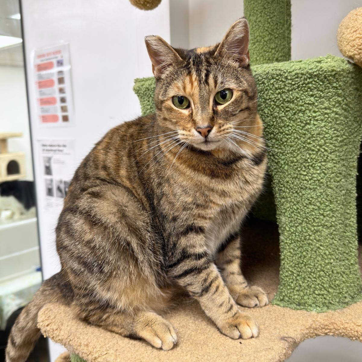 Mamacita, a ADOPTABLE mixed breed in Manhattan Beach, CA image 2/6