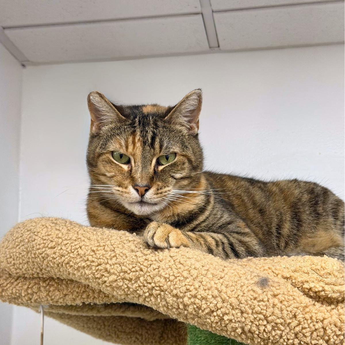 Mamacita, a ADOPTABLE mixed breed in Manhattan Beach, CA image 3/6