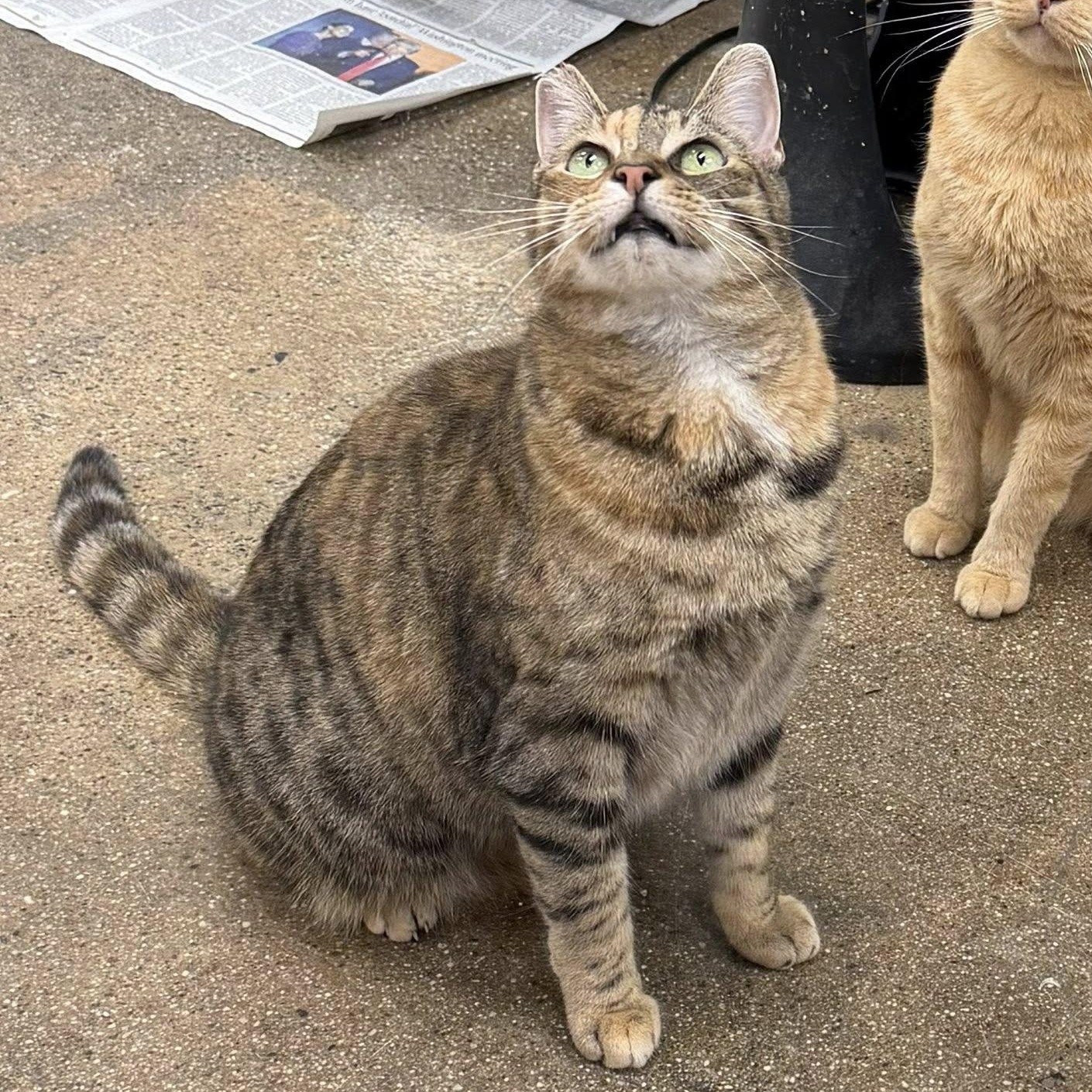 Enlarge Mamacita, a ADOPTABLE mixed breed in Manhattan Beach, CA image 3/5