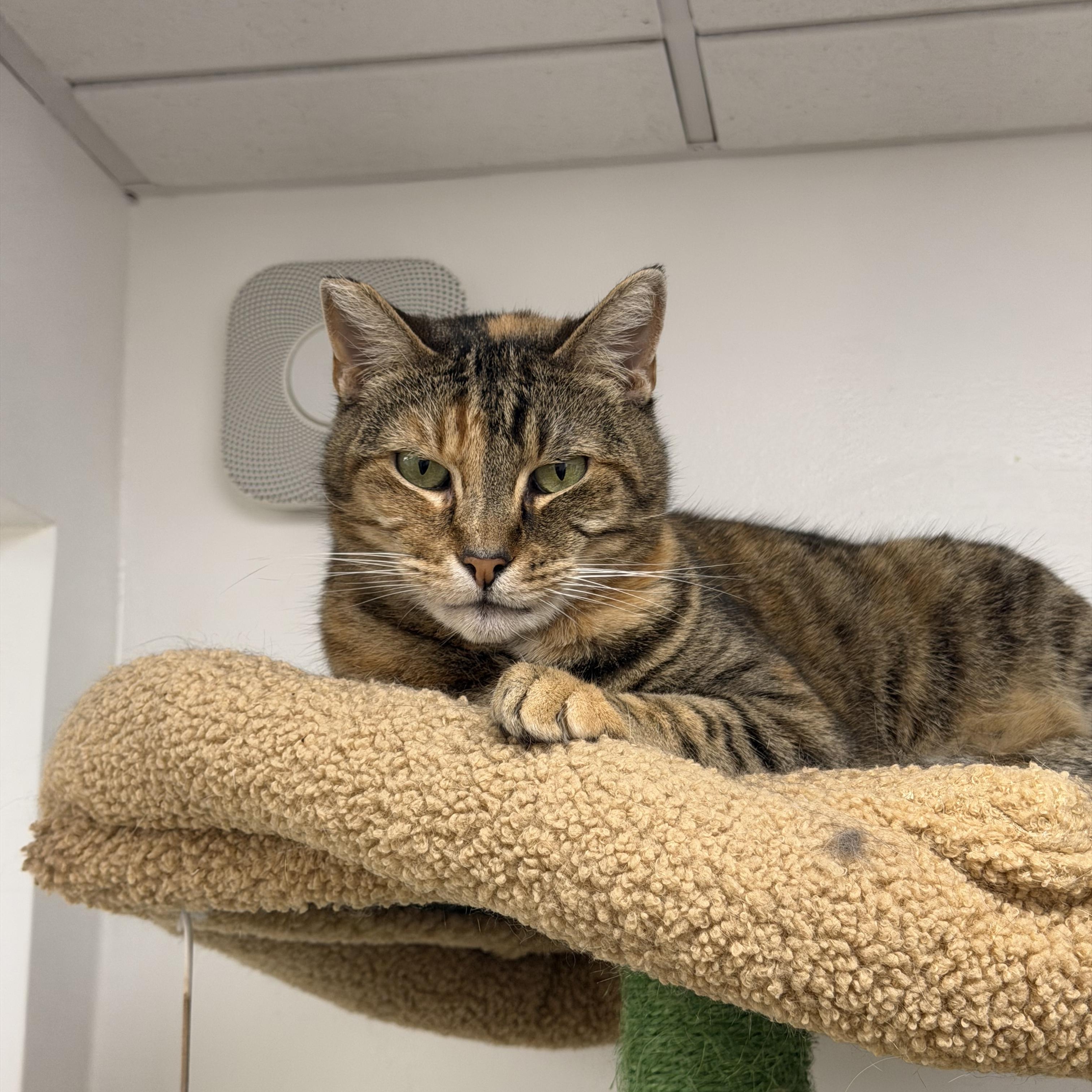 Enlarge Mamacita, a ADOPTABLE mixed breed in Manhattan Beach, CA image 4/5