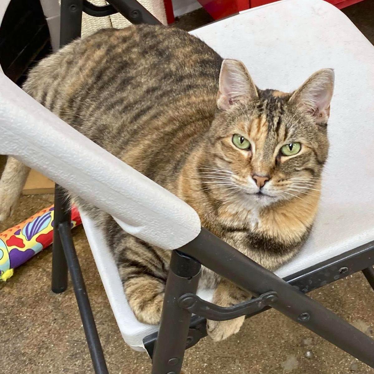 Mamacita, a ADOPTABLE mixed breed in Manhattan Beach, CA image 5/6
