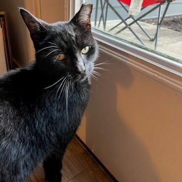 Enlarge Zeus, a Adoptable mixed breed in Edwardsville, IL image 1/6