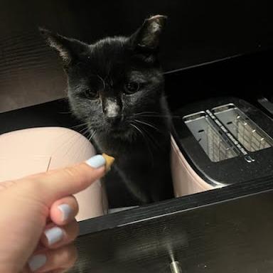 Enlarge Zeus, a Adoptable mixed breed in Edwardsville, IL image 3/6