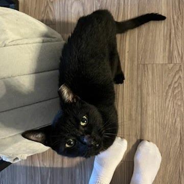 Zeus — thumbnail 4