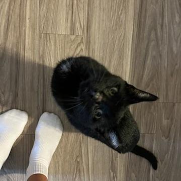 Enlarge Zeus, a Adoptable mixed breed in Edwardsville, IL image 5/6