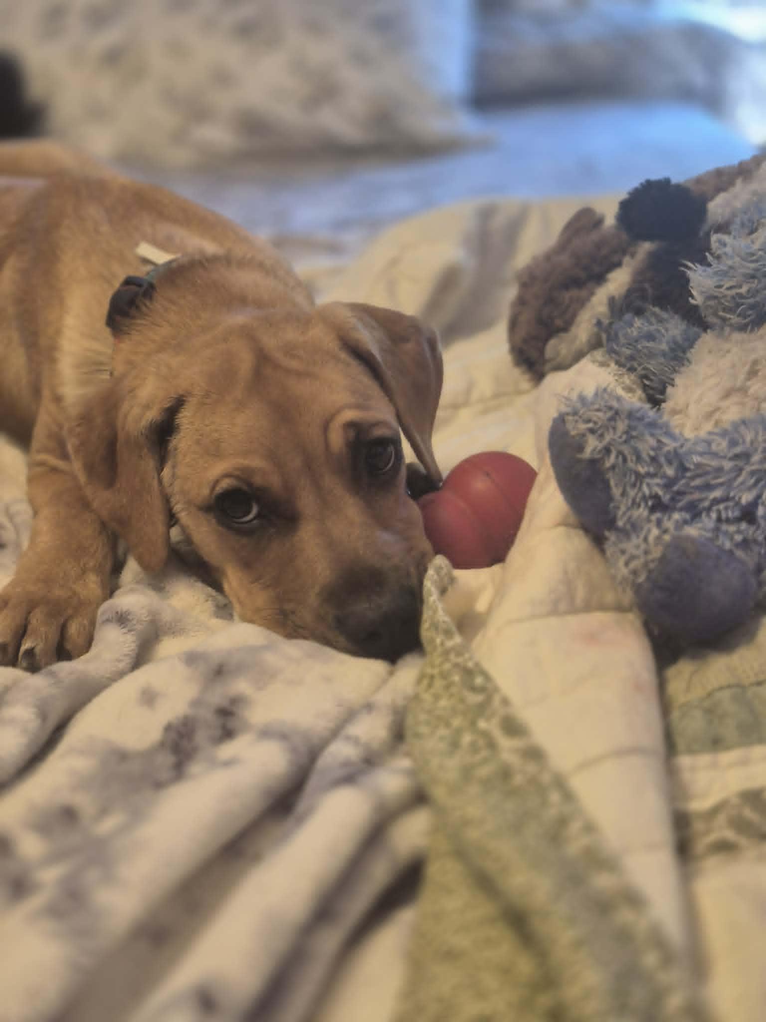 Dharma, a ADOPTABLE mixed breed in Byron, IL image 5/5
