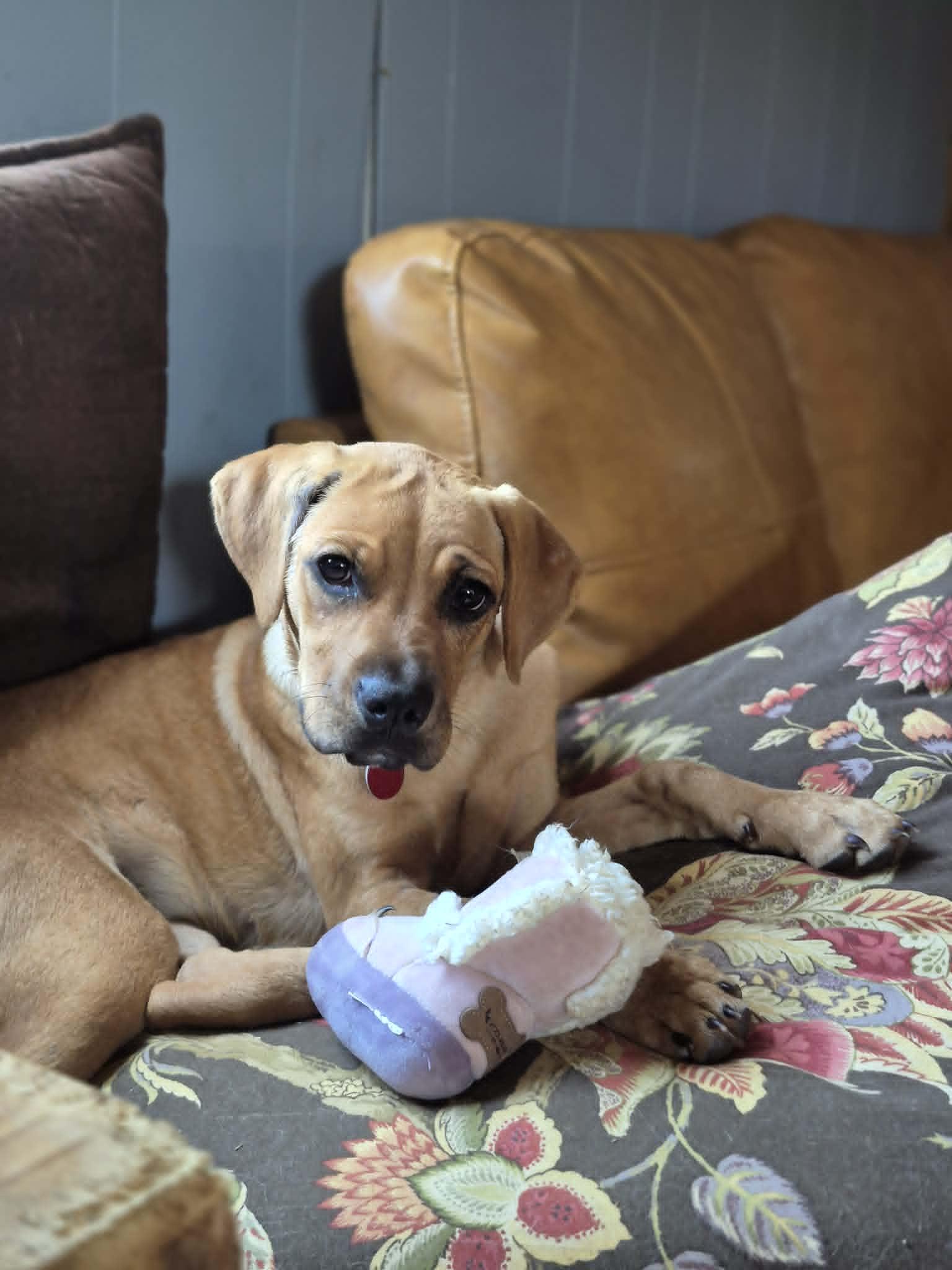 Dharma, a ADOPTABLE mixed breed in Byron, IL image 1/5
