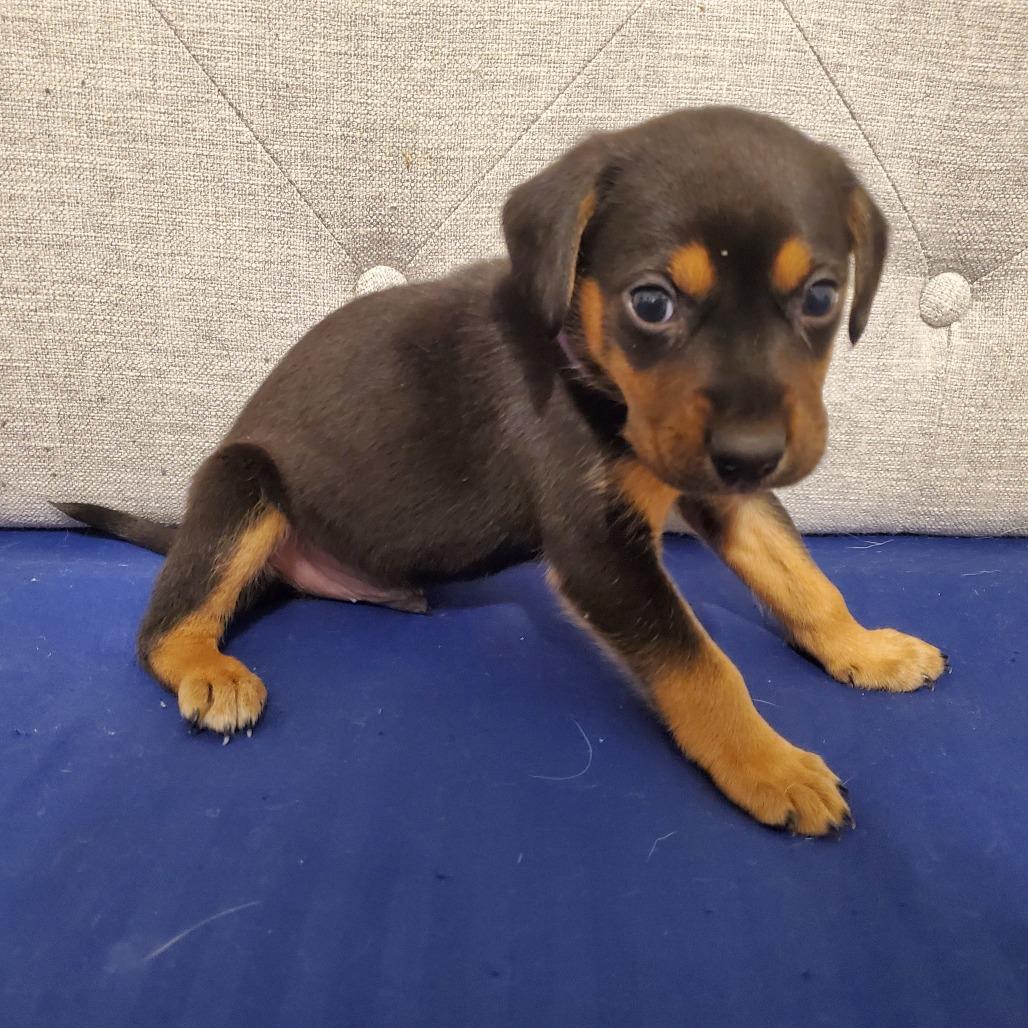 Enlarge Frost, a Adoptable mixed breed in Franklin, TN image 3/5