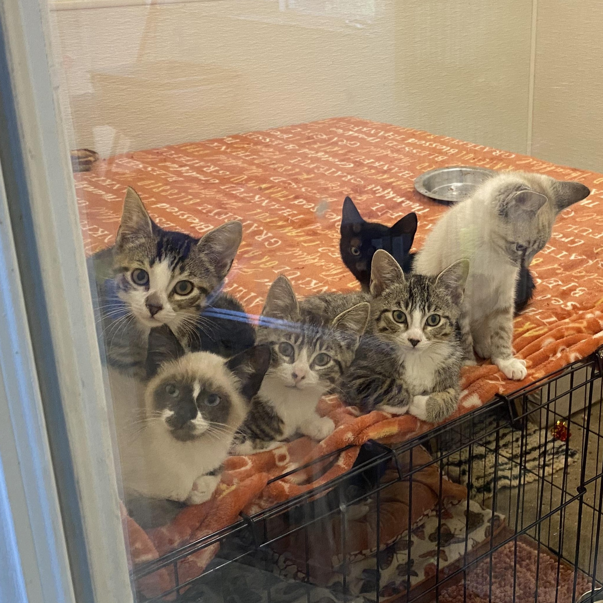 Enlarge Sassafrass, a Adoptable mixed breed in Stanwood, WA image 2/3