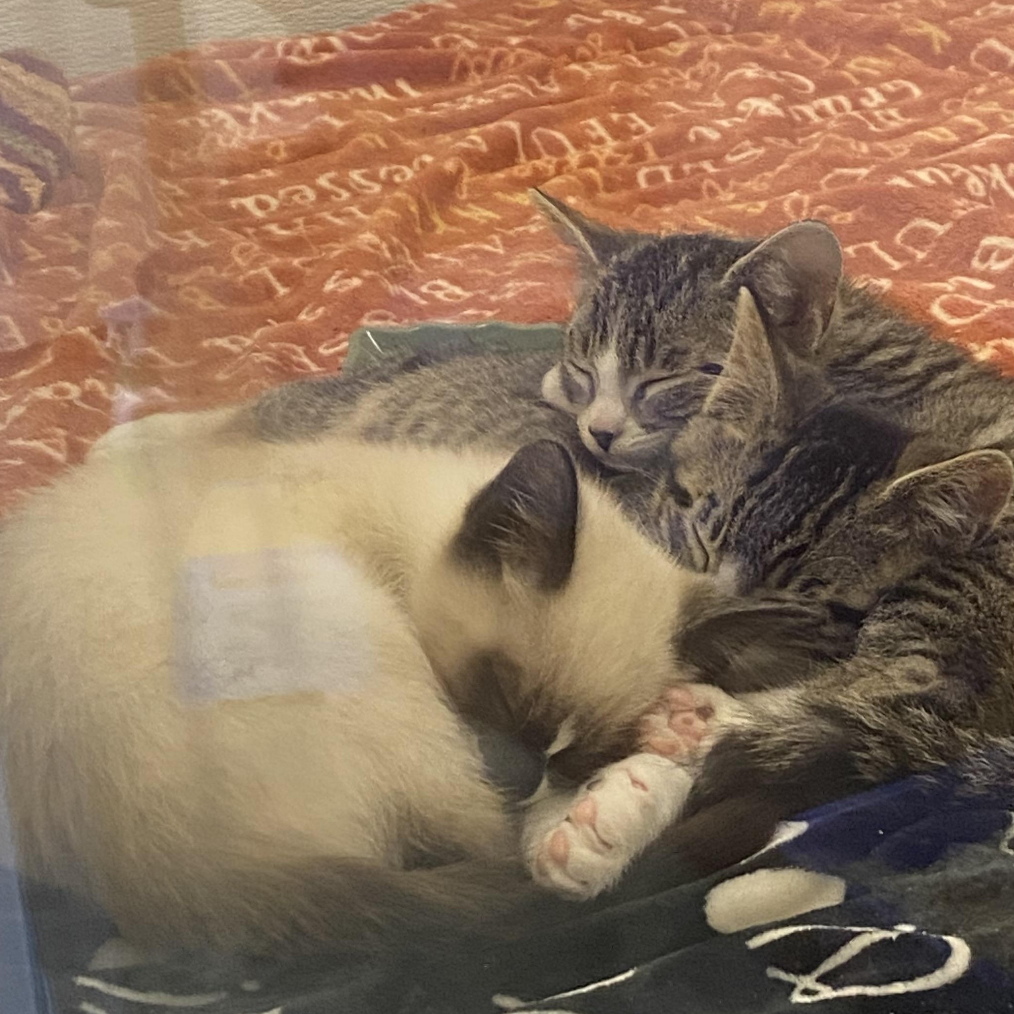 Enlarge Sassafrass, a Adoptable mixed breed in Stanwood, WA image 3/3