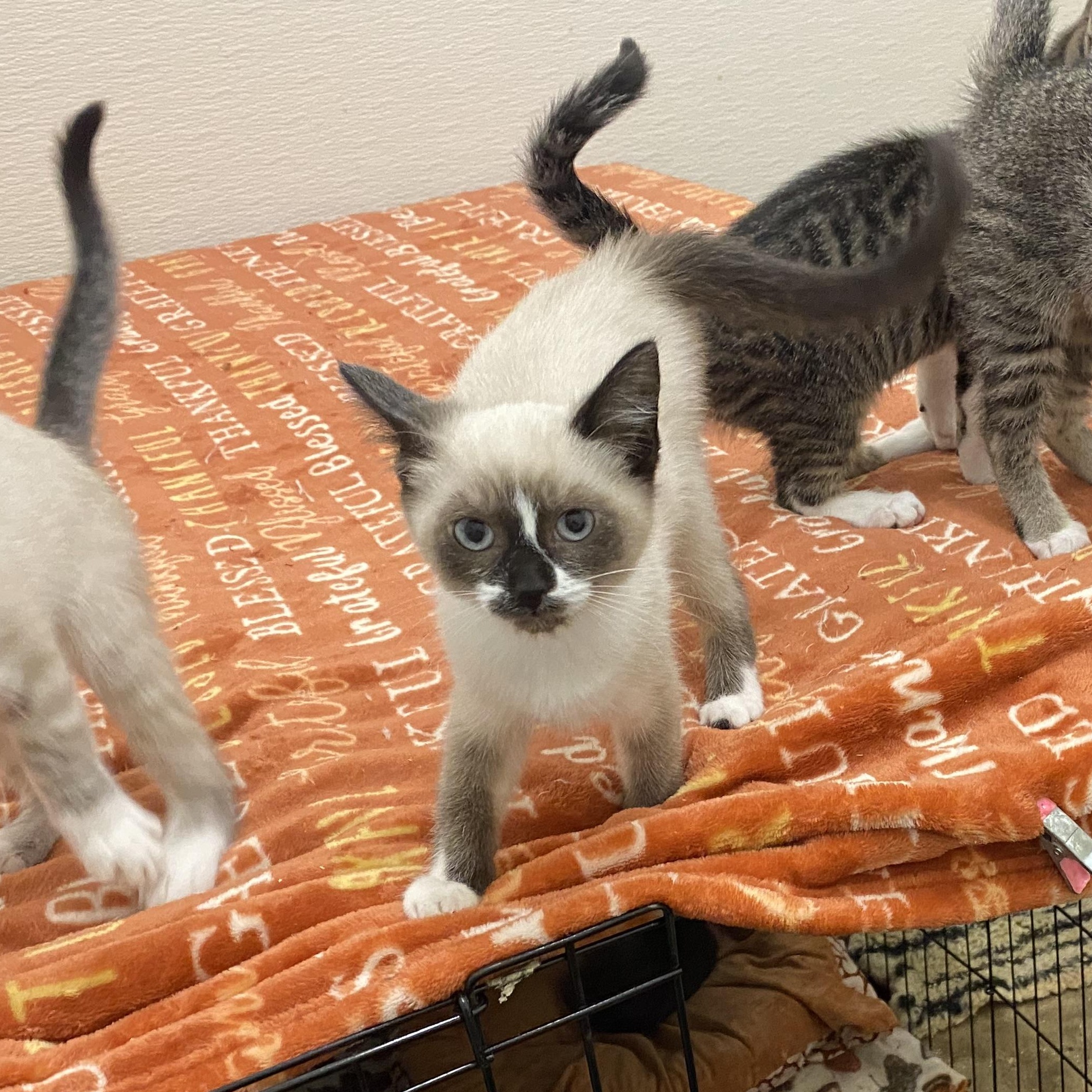 Sassafrass, Adoptable, Kitten Female Ragdoll & Siamese.