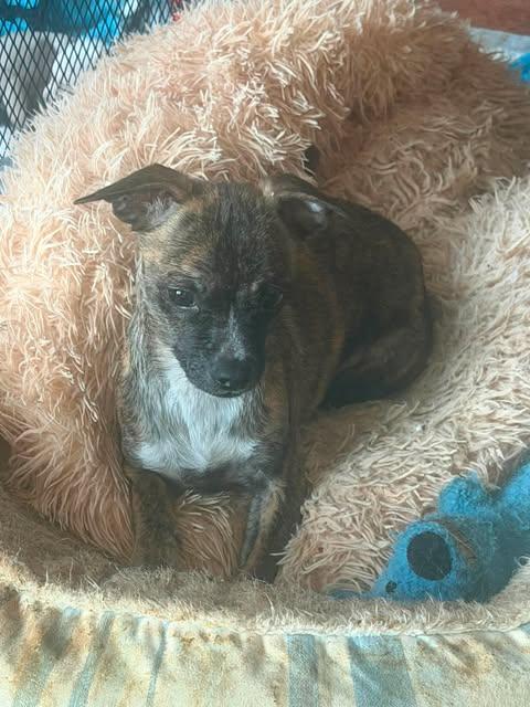 Sadie, Adoptable, Young Female Chihuahua.