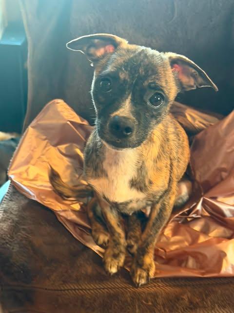 Enlarge Sadie, a Adoptable Chihuahua in Ashville, OH image 2/2