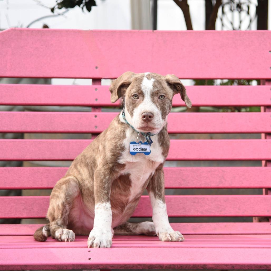 Goober, Adoptable, Puppy Male Pit Bull Terrier.