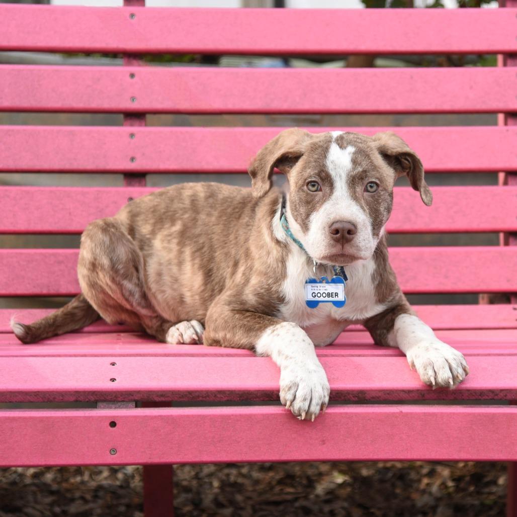 Enlarge Goober, a Adoptable Pit Bull Terrier in Wake Forest, NC image 2/2