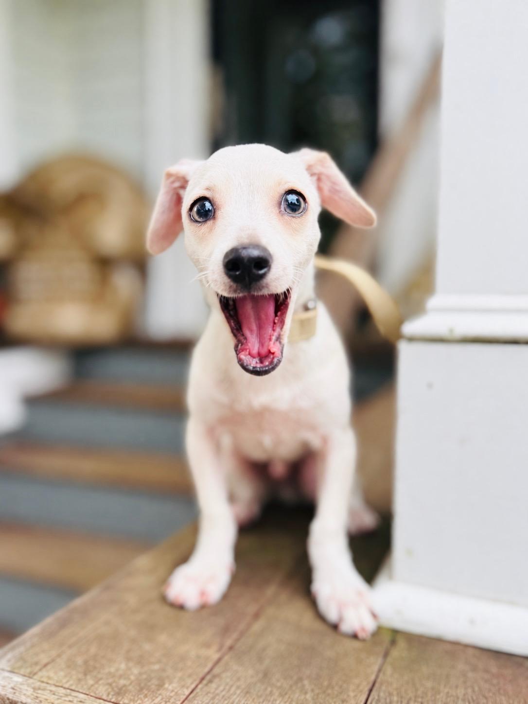 Enlarge Romeo, a Adoptable mixed breed in Mendham, NJ image 1/1