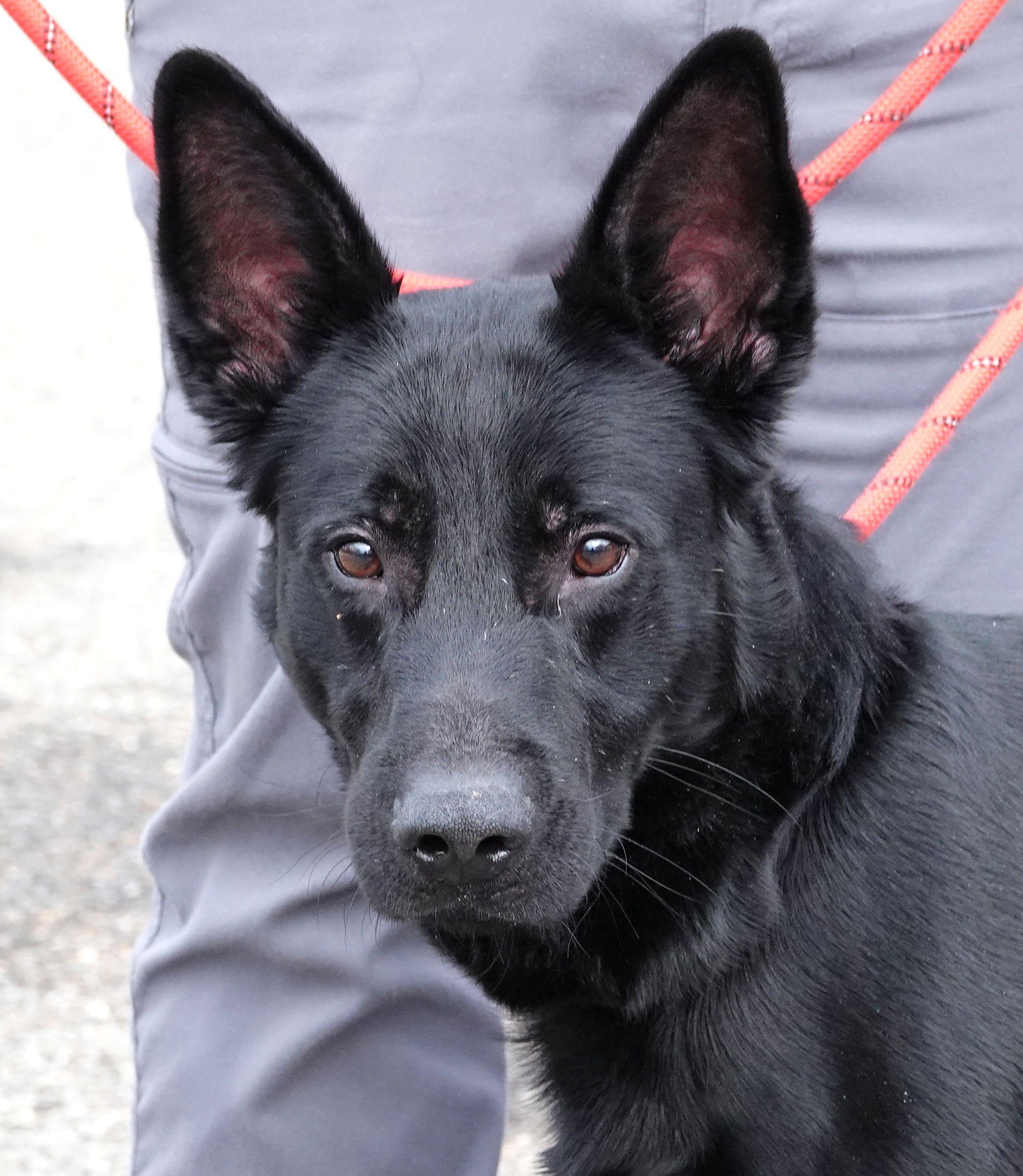 Zorro - CLAIMED BY OWNER, adopted, Adult Male German Shepherd Dog.