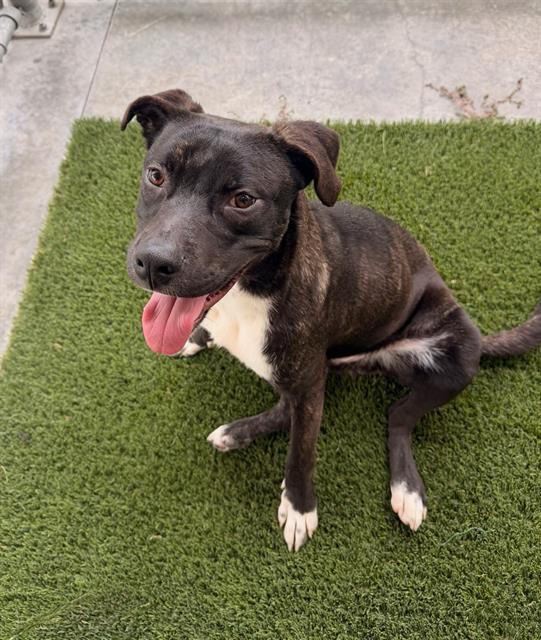Enlarge MEATLOAF, a Adoptable Pit Bull Terrier in Baytown, TX image 1/1
