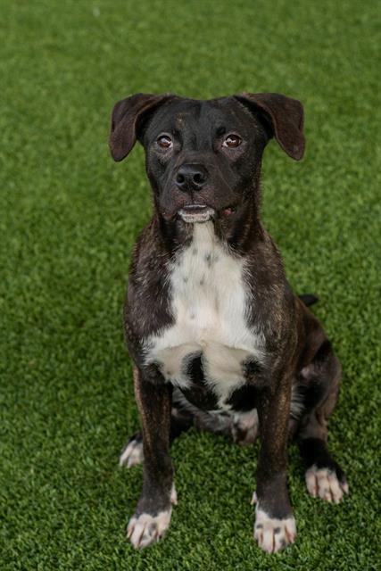 MEATLOAF, Adoptable, Young Male Pit Bull Terrier.