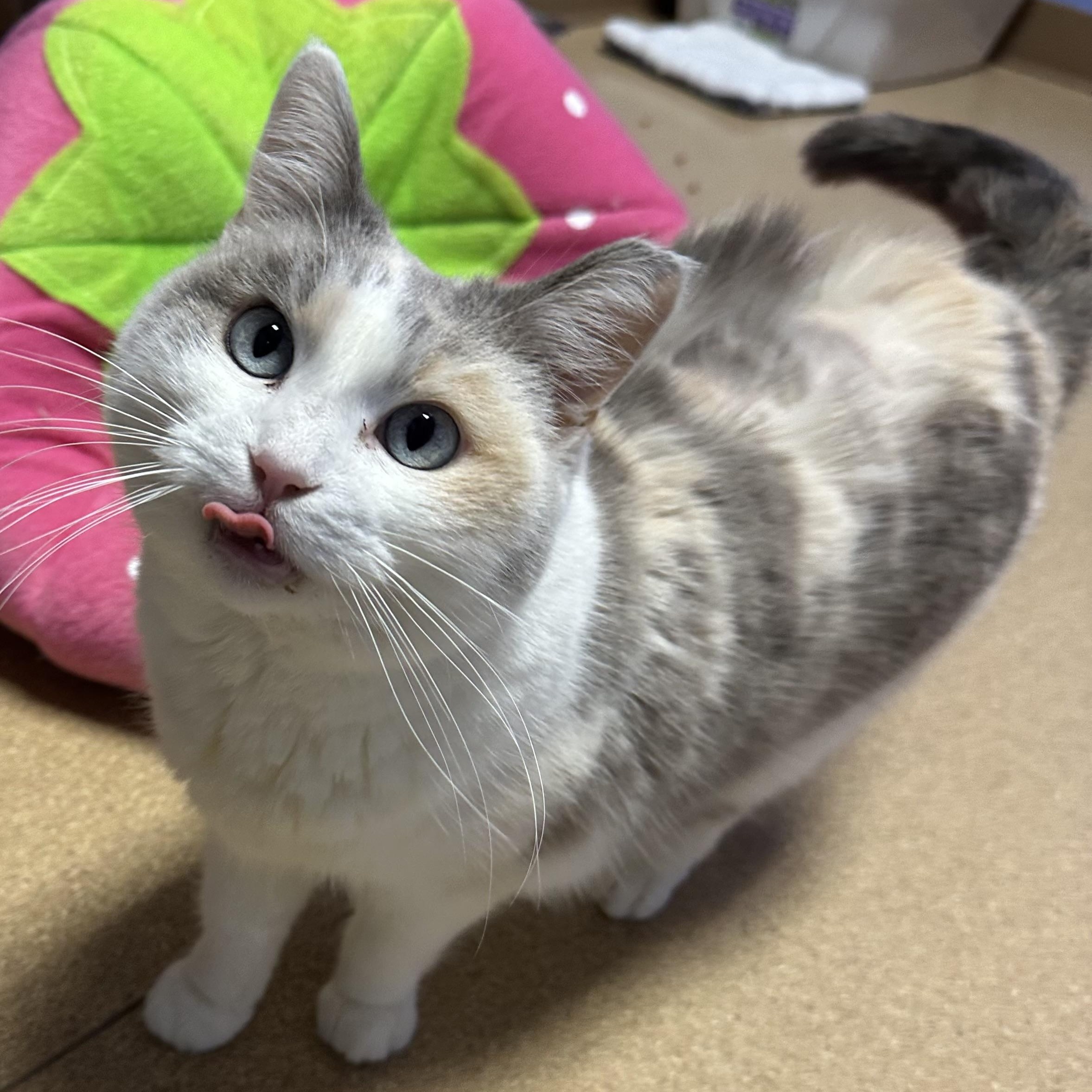 Enlarge Ballerina Cappucino, a ADOPTABLE Domestic Short Hair in Brookings, SD image 2/2