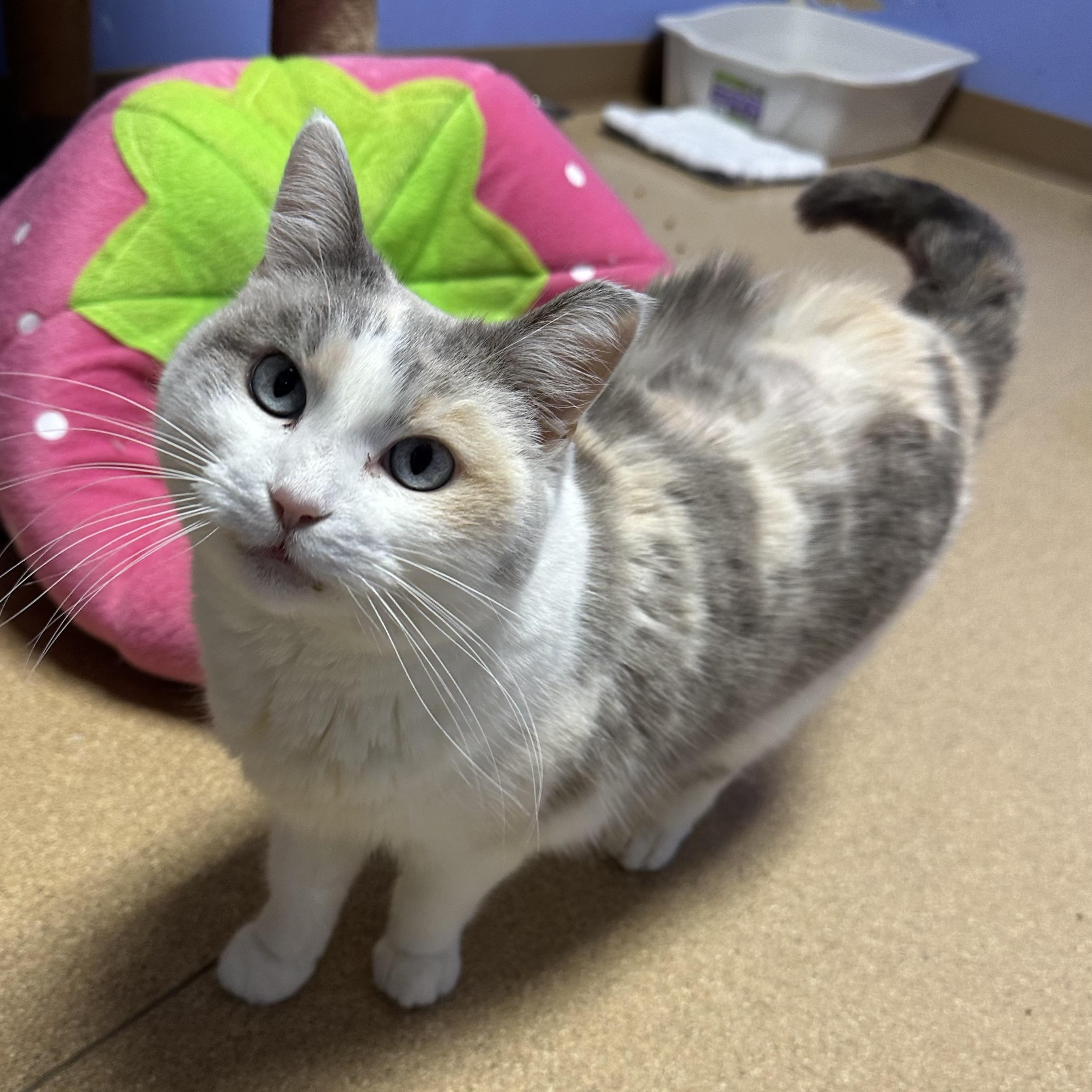 Enlarge Ballerina Cappucino, a ADOPTABLE Domestic Short Hair in Brookings, SD image 1/2