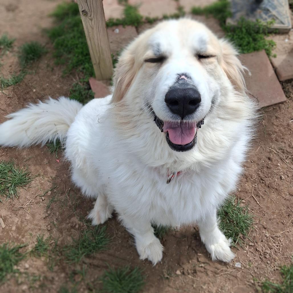 Montana, Adoptable, Adult Female Great Pyrenees.