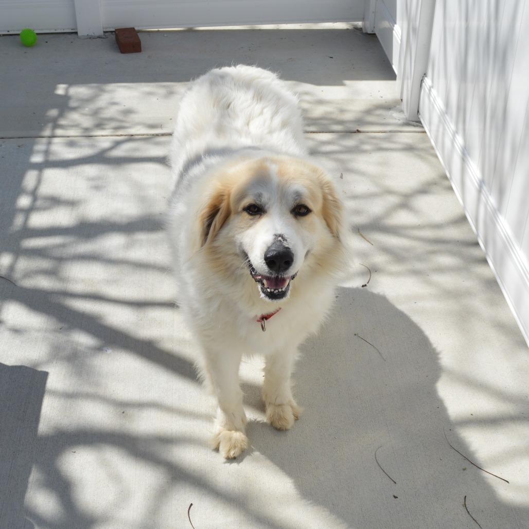 Montana, a Adoptable Great Pyrenees in Camden, DE image 2/4