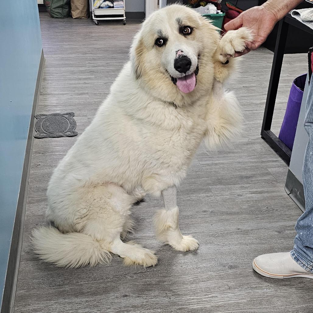 Montana, a Adoptable Great Pyrenees in Camden, DE image 3/4