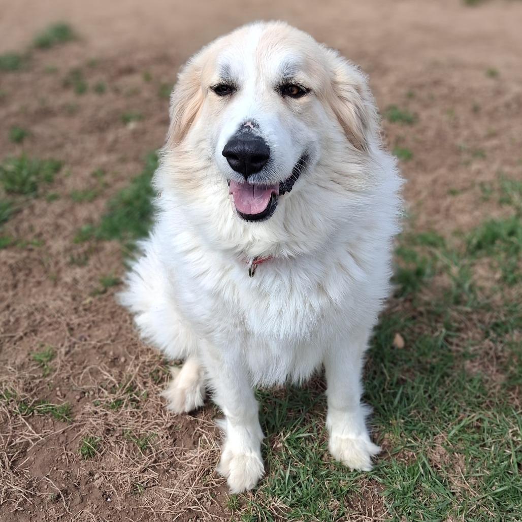 Montana, a Adoptable Great Pyrenees in Camden, DE image 4/4