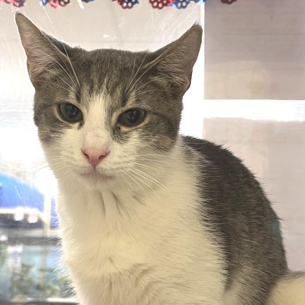 Astro, Adoptable, Young Male Domestic Short Hair.