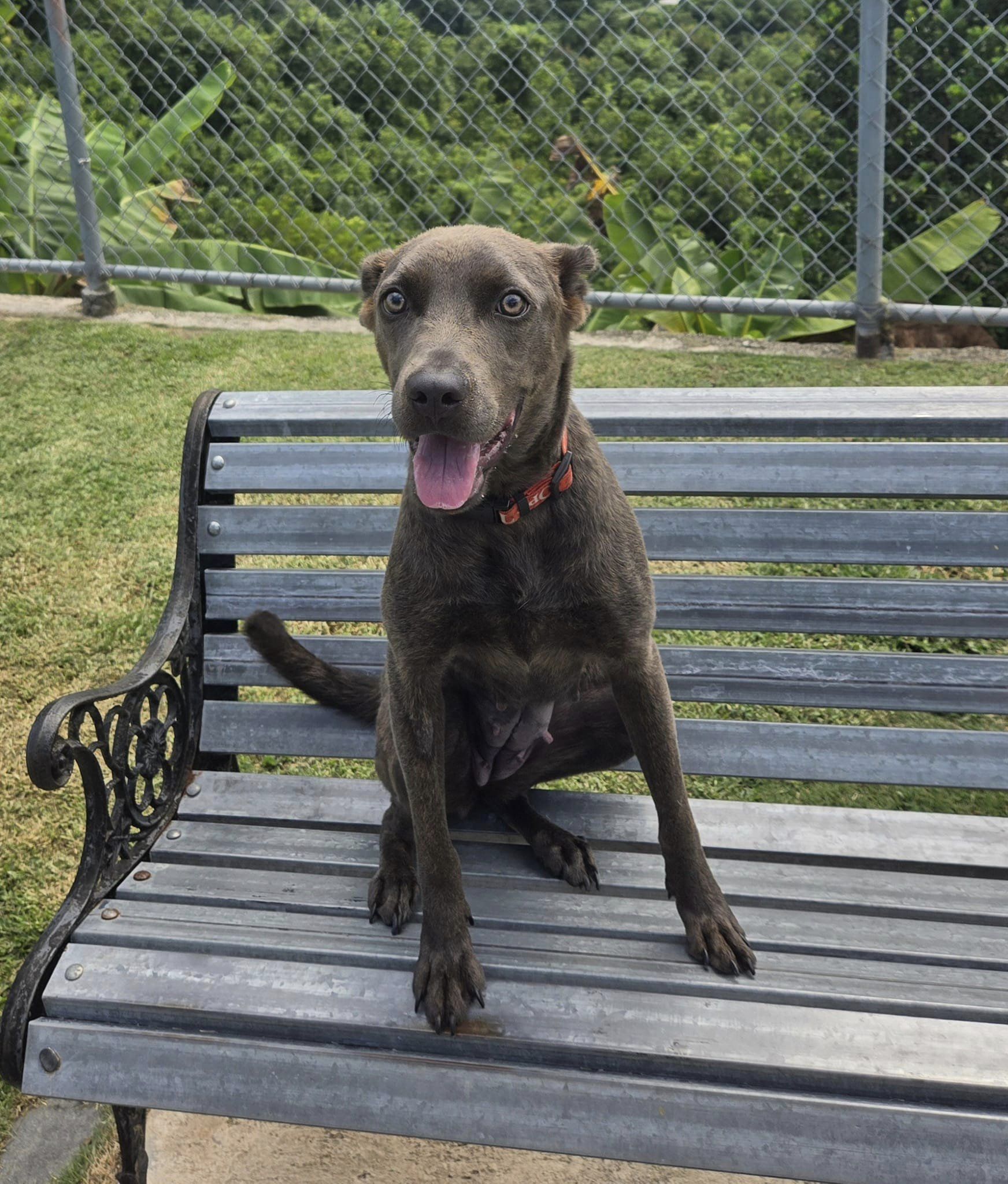 Ginger, Adoptable, Young Female Labrador Retriever.