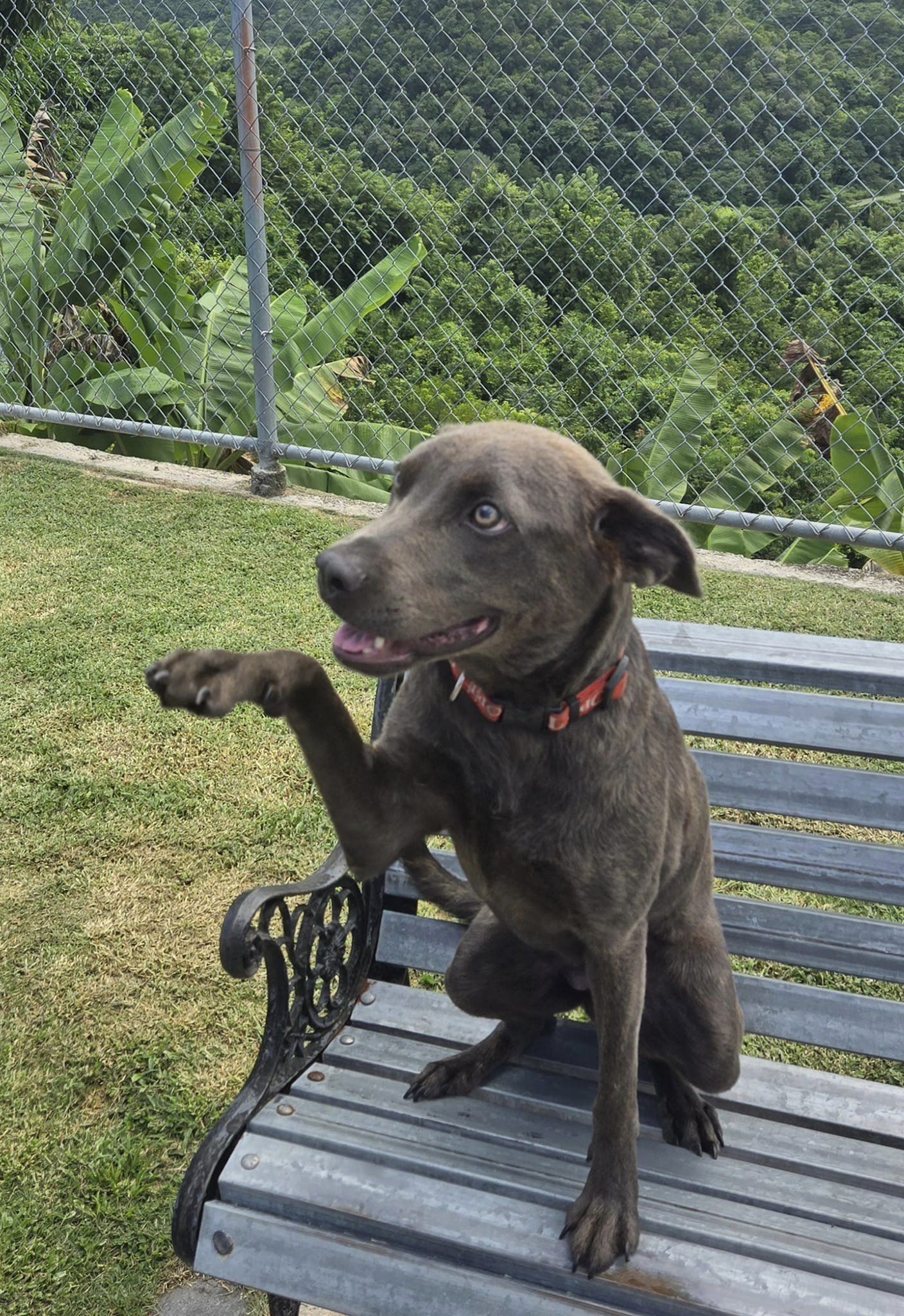 Ginger, a Adoptable Labrador Retriever in Huntington, NY image 6/7