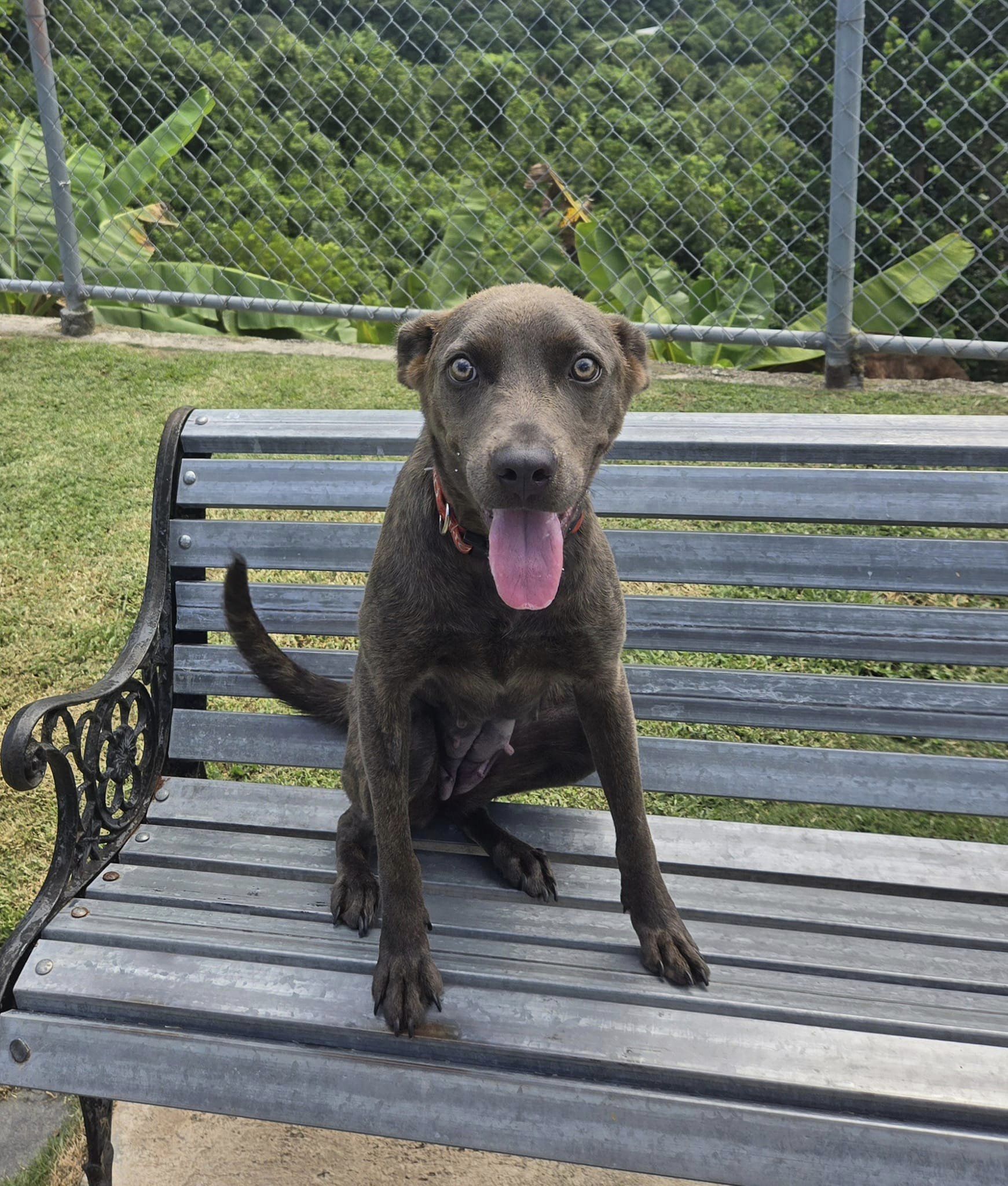 Enlarge Ginger, a Adoptable Labrador Retriever in Huntington, NY image 7/7