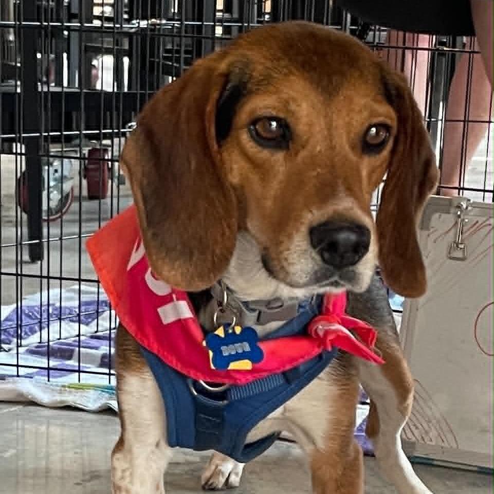Doug, a Adoptable Beagle in Raleigh, NC image 1/6