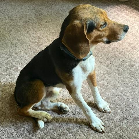 Doug, a Adoptable Beagle in Raleigh, NC image 2/6