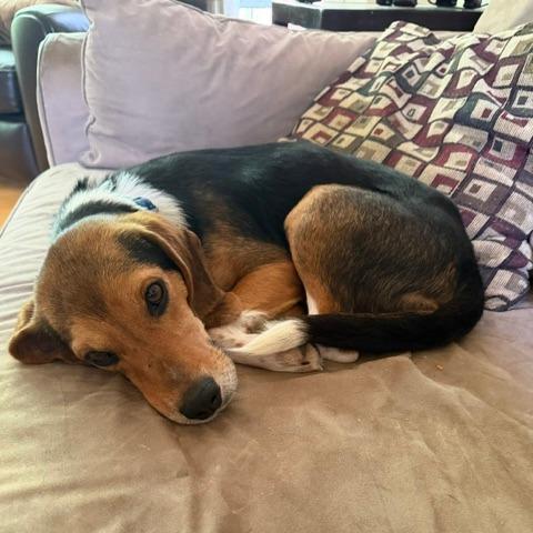Doug, a Adoptable Beagle in Raleigh, NC image 3/6
