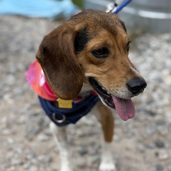 Doug, a Adoptable Beagle in Raleigh, NC image 4/6
