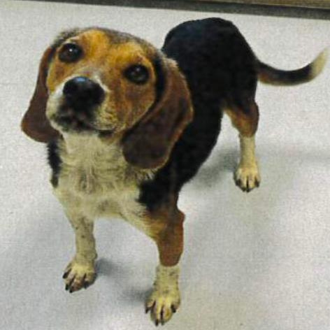 Doug, a Adoptable Beagle in Raleigh, NC image 5/6