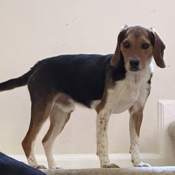Doug, a Adoptable Beagle in Raleigh, NC image 6/6
