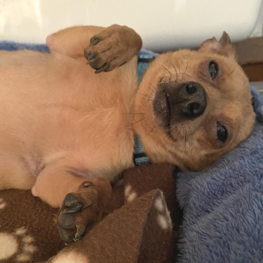 Hammy, Adoptable, Adult Male Chihuahua.