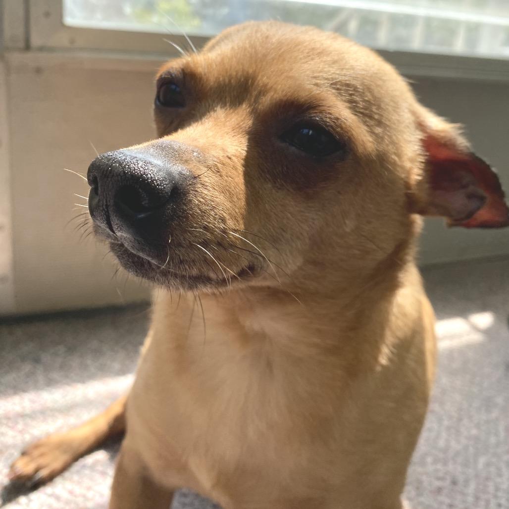 Hammy, a Adoptable Chihuahua in Hudson, IL image 2/5