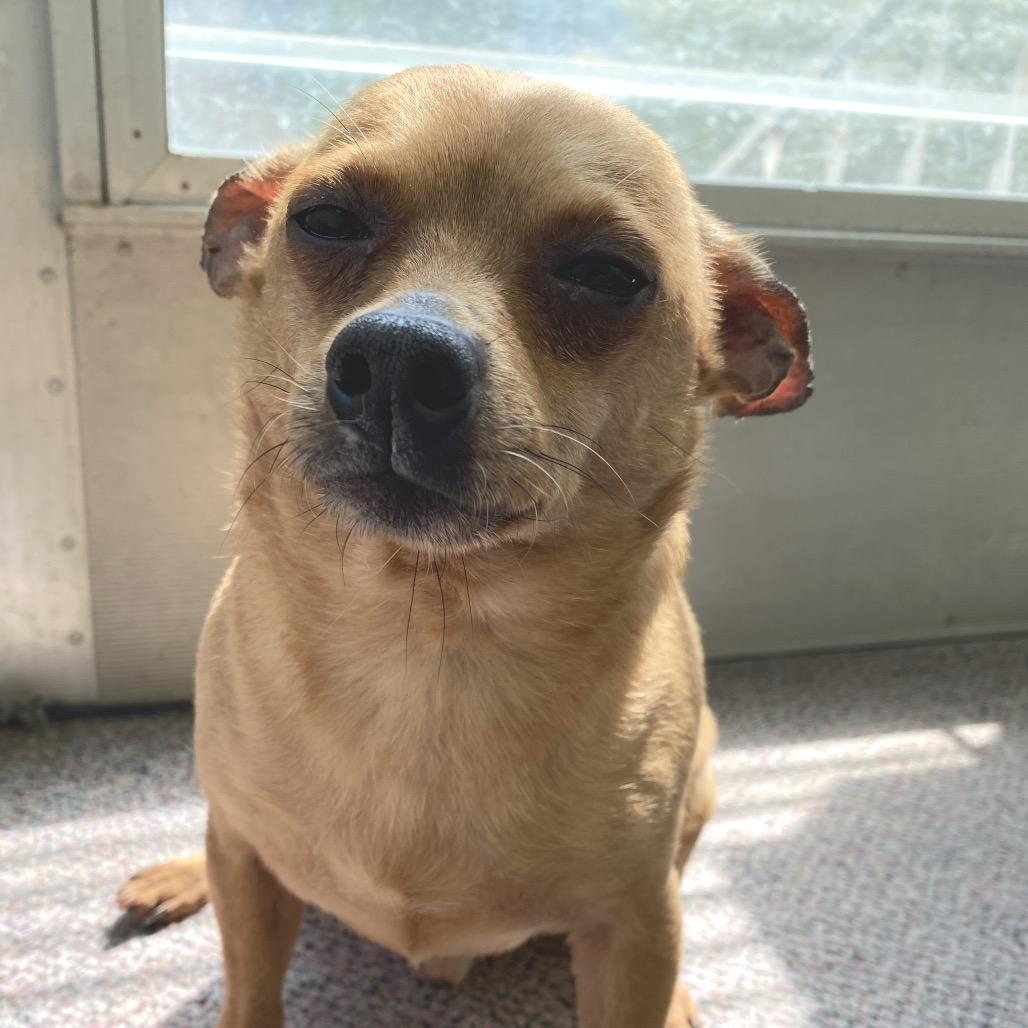 Hammy, a Adoptable Chihuahua in Hudson, IL image 3/5