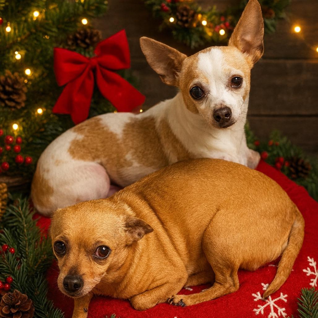 Enlarge Hammy (Bonded w/Turk-E), a Adoptable Chihuahua in Hudson, IL image 1/1