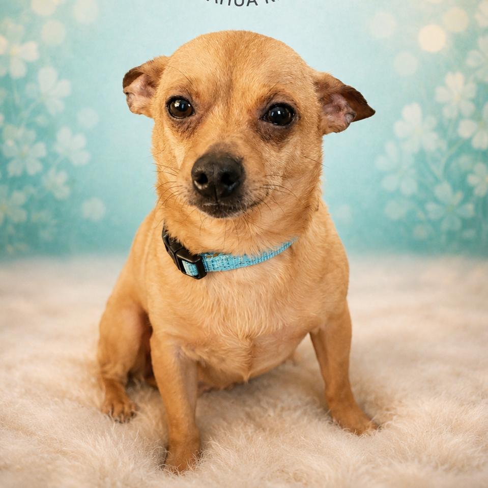 Hammy, a Adoptable Chihuahua in Hudson, IL image 4/5